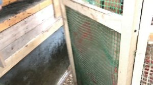 Индюки Белые  Широкогрудые. Зимнее Содержание.