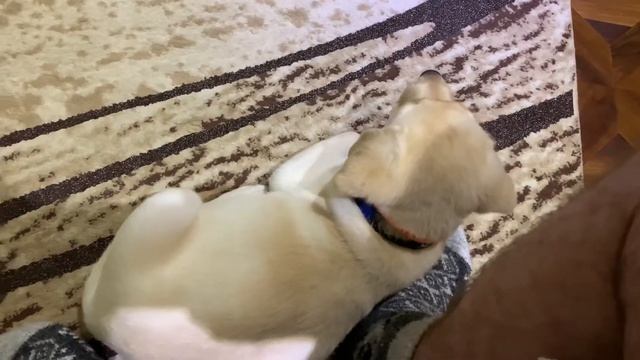 Как быстро приучить щенка к пеленке смотреть онлайн