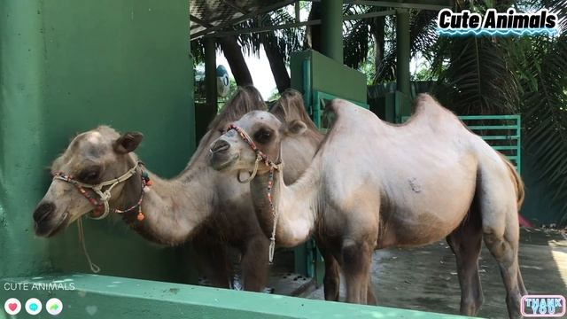 Cute Animals Around Us: Horse, Cat, Sheep - Animal Sounds