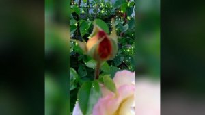 ?..22.05.2023г. Роза цвета утренней зари ✨?? #АлексейРыбников_сказка_о_ЗвёздномМальчике