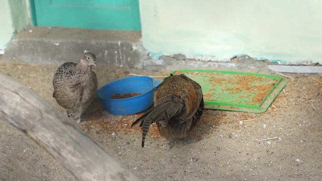 обыкновенный фазан common pheasant смотреть онлайн