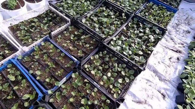 Шок！Опять минус. Как пережили наши растения в неотапливаемой теплице. Альстромерия, петунии и други смотреть онлайн