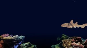 Sharks - Animals Series - The Kids' Picture Show (Fun & Educational Learning Video)