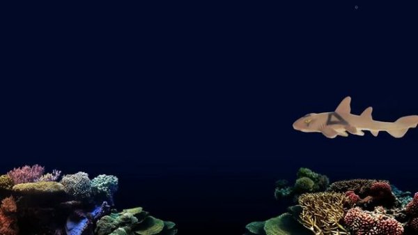 Sharks - Animals Series - The Kids' Picture Show (Fun & Educational Learning Video)