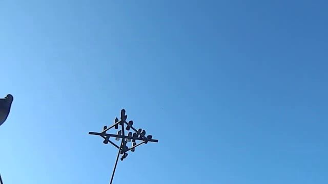 Николаевские голуби г. Белицкое