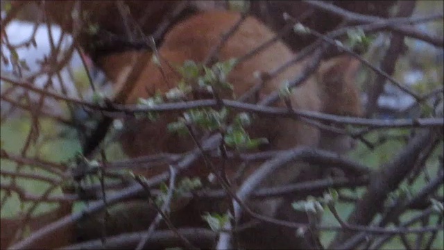 Кошка за окошком смотреть онлайн