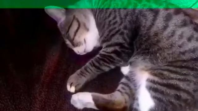 Коту сниться колбаса смотреть онлайн