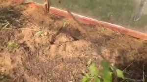 Виноград в теплице в Подмосковье  на 7 мая 2020г.