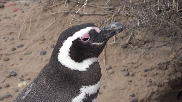 Penguins!  Learn About Penguins!