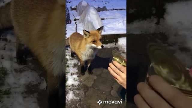 (439) Лиса приходит в гости. Ноябрь 2021 смотреть онлайн