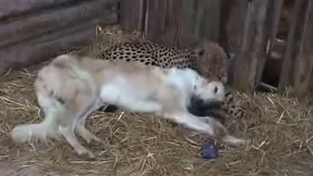 Гепард, Играет с собакой.. Beautiful Cheetah Playing With DOG смотреть онлайн