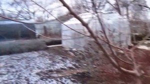 КАК СДЕЛАТЬ УРОЖАЙНЫМ ДЕРЕВО ИЗ СЛИВЫ ДИЧКИ. ЧАСТЬ 1