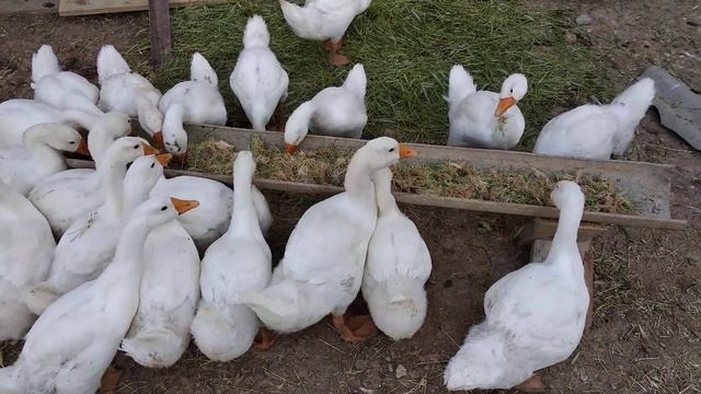 Гуси и пророщенная пшеница смотреть онлайн