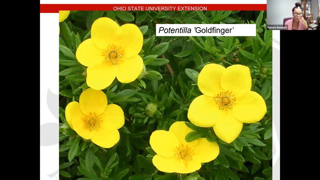 Tree University: Shrubs for the Home Landscape смотреть онлайн