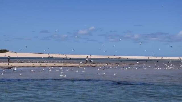 10 Милых Птиц, Которые Могут Убить Тебя. Зомби Чез смотреть онлайн