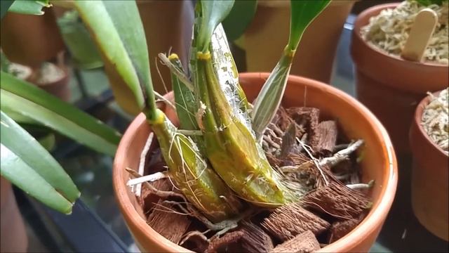 Dendrobium aphyllum blooms and my other dendrobiums tour смотреть онлайн