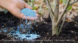 Груша Просто Мария