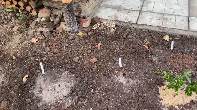 ВЛОГ Посадка новых сортов лилий / Препарат «Максим» / Строим дровницу 11 октября 2020 г. смотреть онлайн