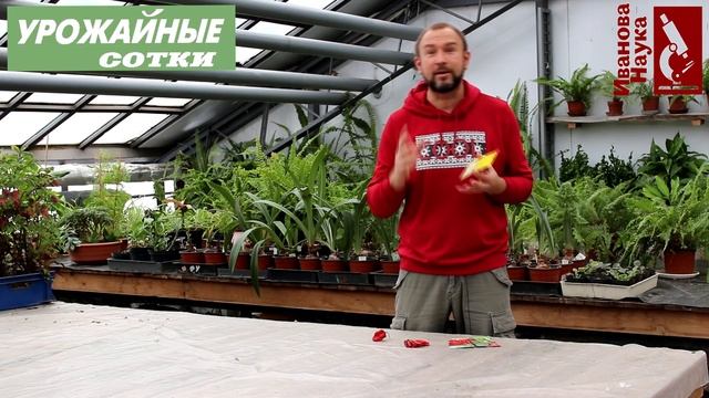 Некоторые любят погорячее! Любимые ОСТРЫЕ перцы и некоторые особенности их выращивания. смотреть онлайн