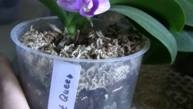 Мартовские цветения 2020: Phal.Queen Barry, Phal. Pintung Bronze Age, Phal. Relex и другие) смотреть онлайн