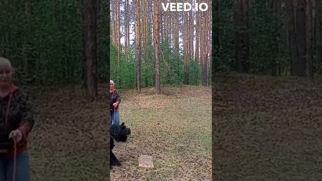 Русский чёрный терьер Гелиос. Защита. Собаке 10 месяцев. Город Реж Свердловской области. смотреть онлайн
