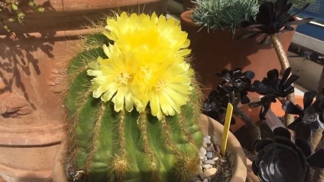 Кактус Parodia (пародия)