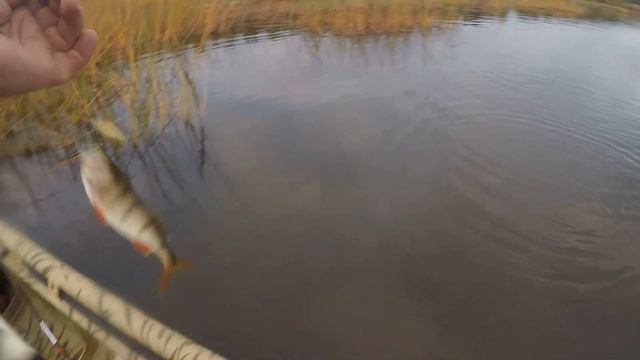 КЛЁВАЯ РЫБАЛКА В КОНЦЕ СЕНТЯБРЯ \ УДАР ПРИ КАЖДОМ ЗАБРОСЕ #1 \ Я НАШЁЛ ЭТУ СТАЮ смотреть онлайн