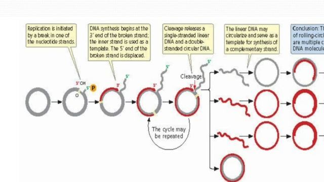 Theta,rolling circle and linear models of DNA replication смотреть онлайн