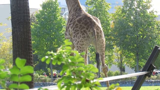 Жирафы и зебры в Московском зоопарке смотреть онлайн