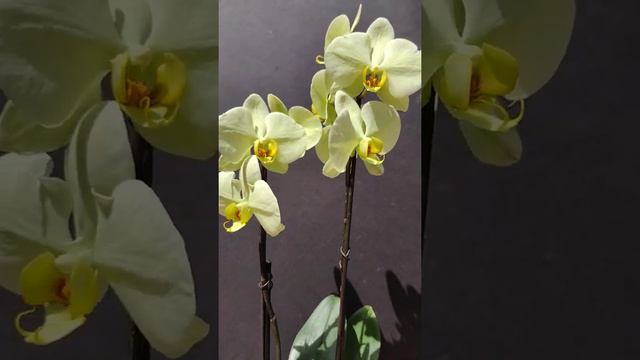 Phalaenopsis Star Green Beauty 3/22 смотреть онлайн