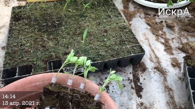 Прививка Томата. Подвой Граундфорс + привой Петра Росса смотреть онлайн