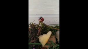 как ухаживать за божьей коровкой!????