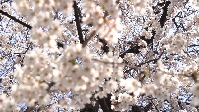 ЦВЕТУЩАЯ ВИШНЯ НА ЮЖНОЙ ГОРЕ смотреть онлайн