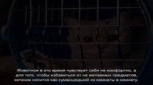Кот носится как ненормальный по квартире и мяукает