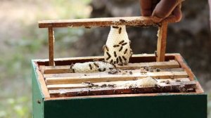 Купили Пчелопакеты что делать дальше?!