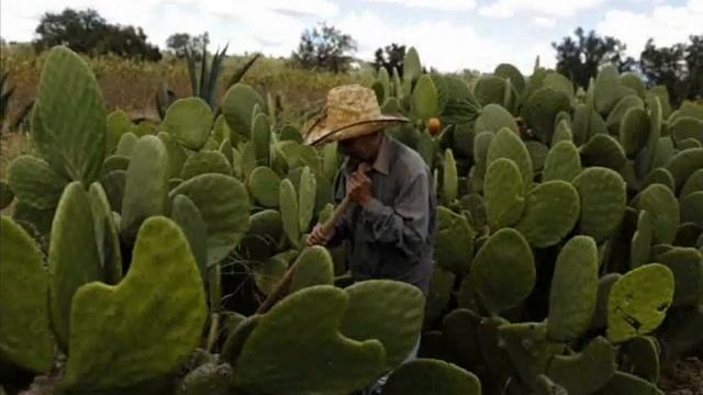 Как мы всю жизнь едим насекомых, не подозревая об этом .Пищевой краситель Кармин. смотреть онлайн