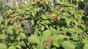 ежевика Астерина,3 летний куст,15 августа 2023.самый вкусный сорт