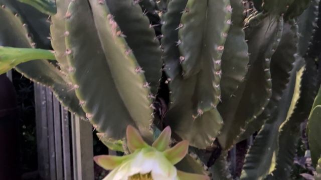 Night-Blooming Cactus - Cardeiro (Cereus jamacaru) смотреть онлайн