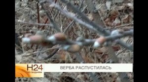 В Иркутске в ноябре зацвела верба