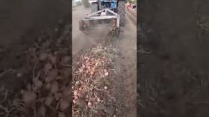 Картофель Ароза