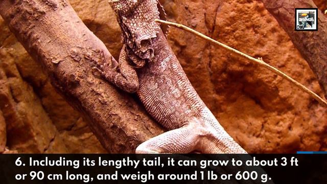 Frilled Lizard Facts - The Skin Umbrella Lizard - Animal a Day смотреть онлайн