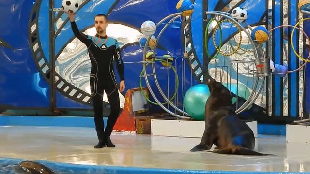 Дельфинарий Сочи смотреть онлайн