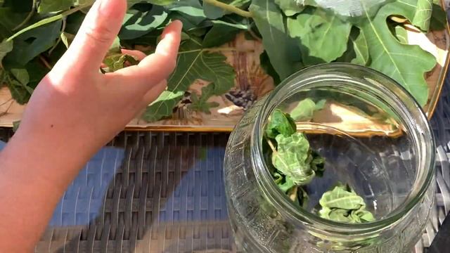 ФЕРМЕНТИРОВАННЫЙ ЧАЙ из листьев инжира