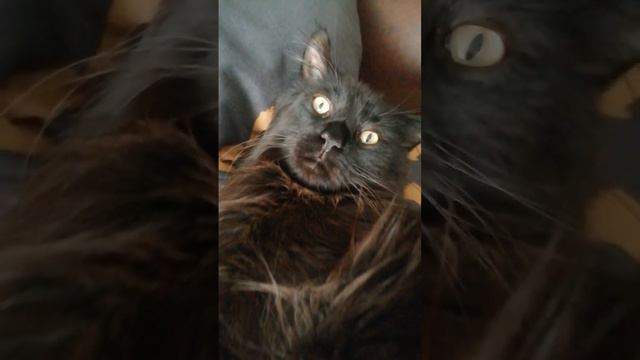 #спать не дали#наглый кот на кровати #cat смотреть онлайн
