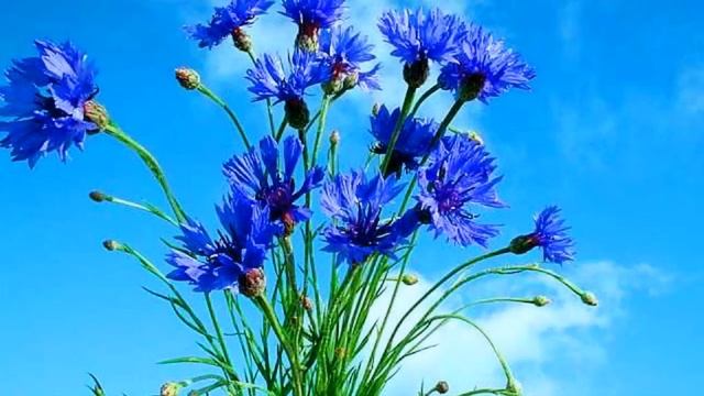 ВИА "Орера" - Васильки смотреть онлайн