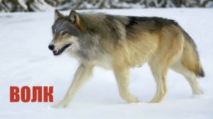 Звуки животных и птиц для детей. Часть 1.