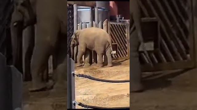 Грациозные, умные,огромные слоны (московский зоопарк смотреть онлайн