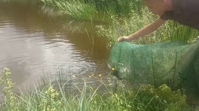 ЛОВЛЯ НА РАКОЛОВКУ 2022. ЛИНЬ. КАРАСЬ. ВЬЮН.. смотреть онлайн