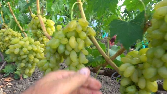 Самый сладкий виноград - сорт ГОЛД ФИНГЕР