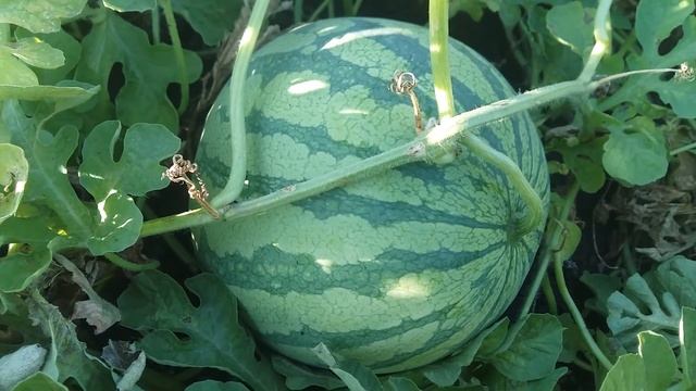 Бессемянные арбузы на подвое Кобальт. смотреть онлайн